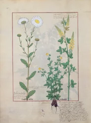 Illustration från The Book of Simple Medicines av Mattheaus Platearius 134v